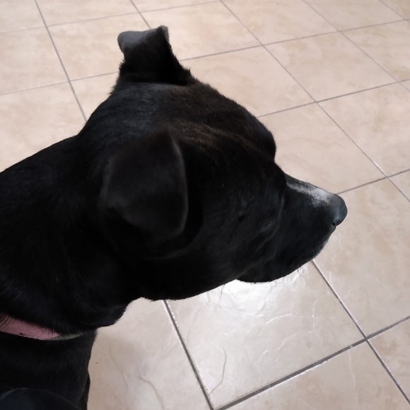 Meet Sweet Pea! - Picture 4 of 4